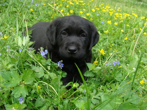 Labradork retriever-tn