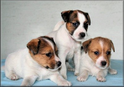 Jack russel terrier