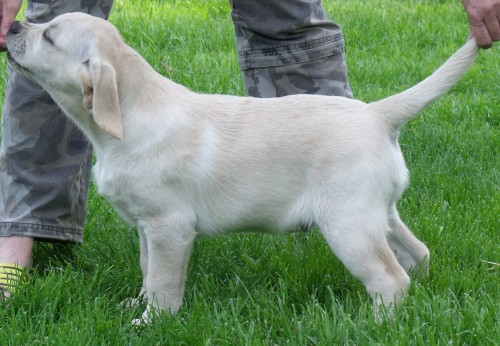 Labrador retriever - ttko pejsek s PP