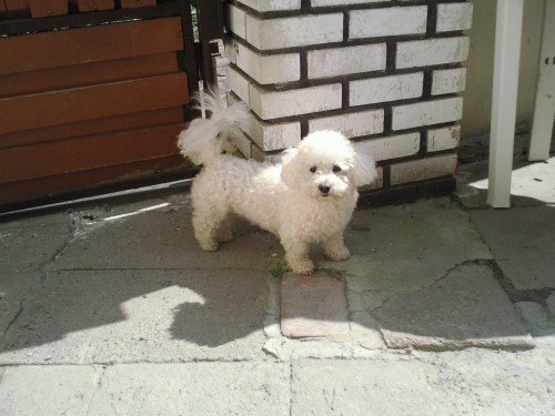 Bionek tata (Bichon  poil fris)