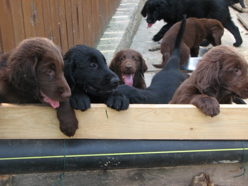 Flat coated retriever