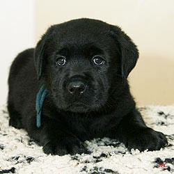 Prodm tn - labrador retriever