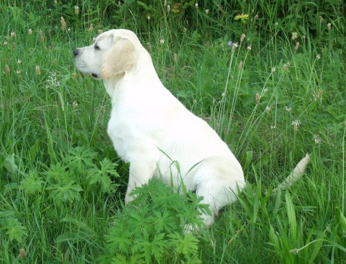 Labrador retriever - pejsek tn s PP