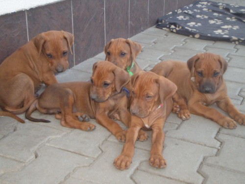 Rhodsk ridgeback  tata s PP