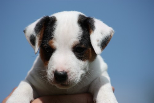 Jack Russel terier