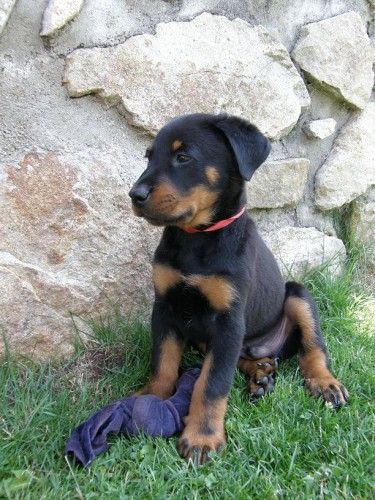 Beauceron  tn pejsek