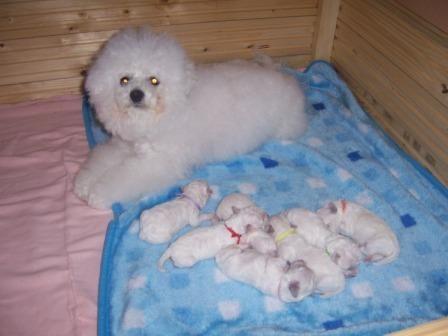 Bionek(bichon a poil frise)