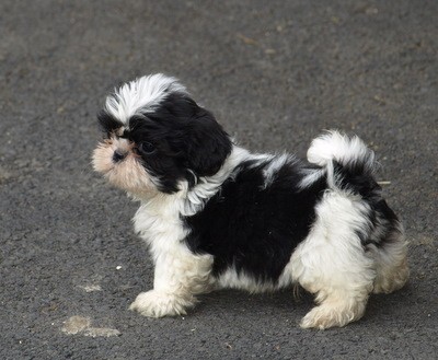 pejsek a feneka shih tzu