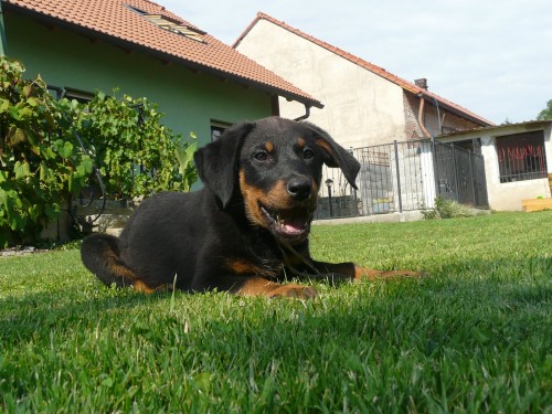 Beauceron