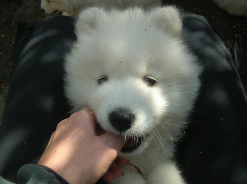 samojed