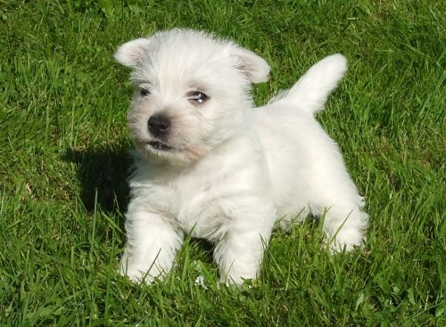 west highland white terrier