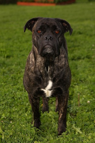 Cane Corso