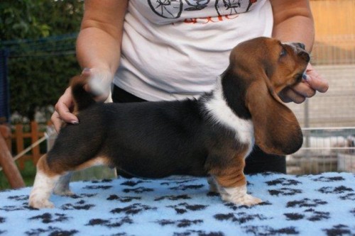 Basset hound puppies