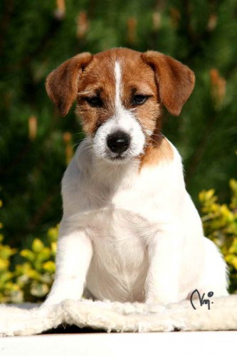 Jack Russell terir tata