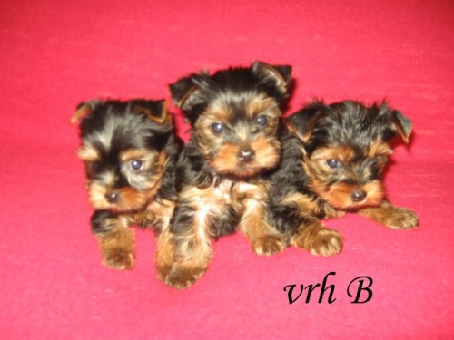 Yorkshire terrier