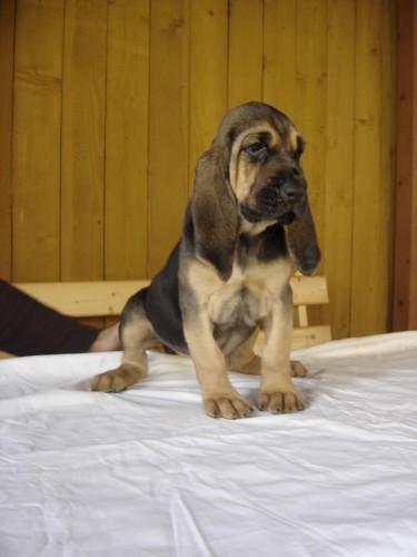 Bloodhound