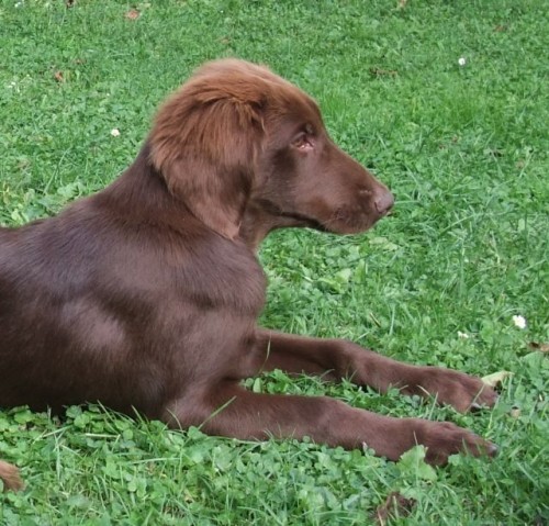 Flat coated retriever hnd fenka