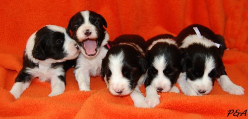 Bearded collie s PP