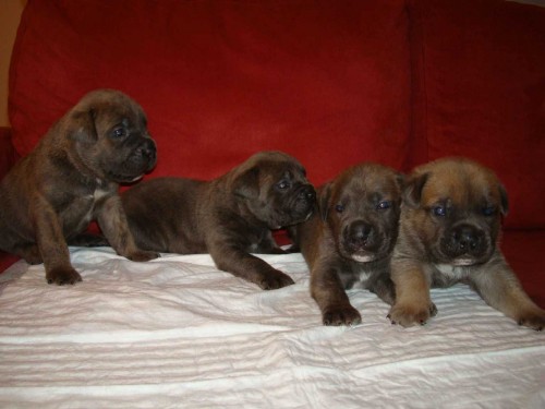 tata Cane Corso