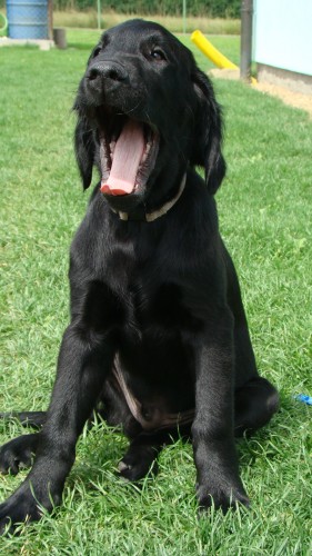 Flat coated retriever s PP