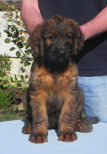 Briard plav-tata