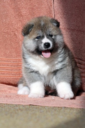 Prodm Akita Inu