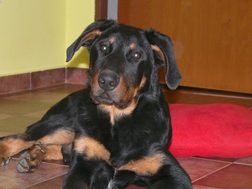 Beauceron