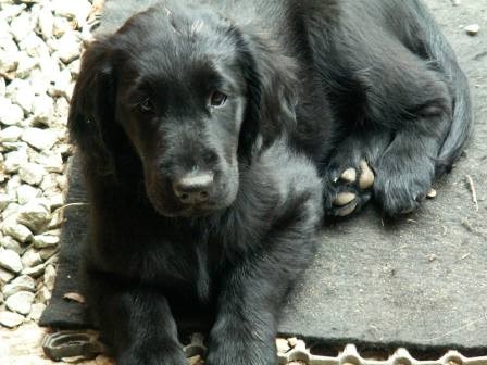 Flat Coated Retriever