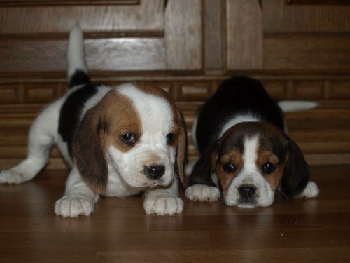 bgl beagle