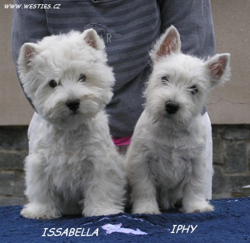 WEST HIGHLAND WHITE TERRIER