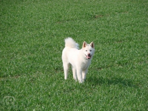 tata Akita Inu 