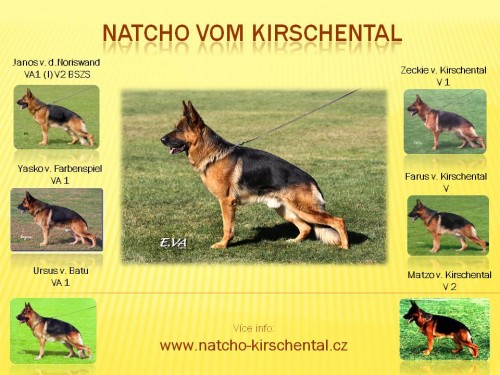 Natcho vom Kirschental