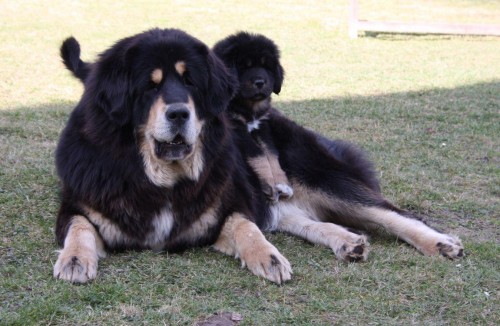 Tibetsk doga - tata