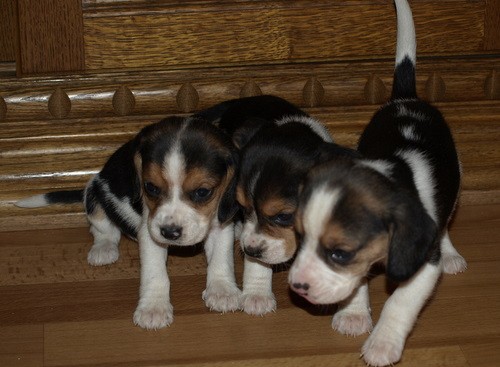 bgl beagle