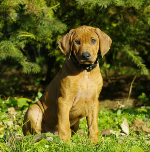 Rhodesian Ridgeback pejsek s PP  ihned k odbru