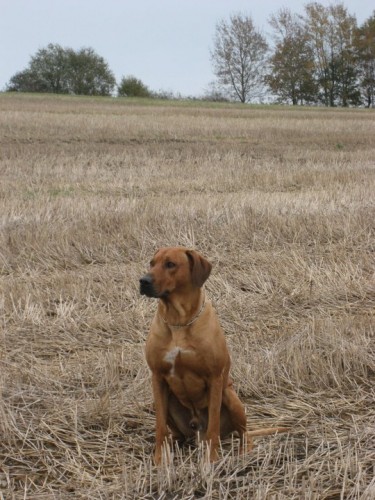 rhodesk  ridgeback bez PP kryt 