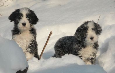 BEARDED COLLIE - ernobl ttka s PP