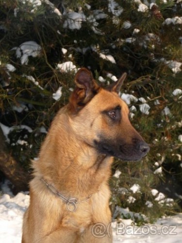 Belgick ovk malinois