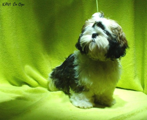 Shih-tzu s PP  