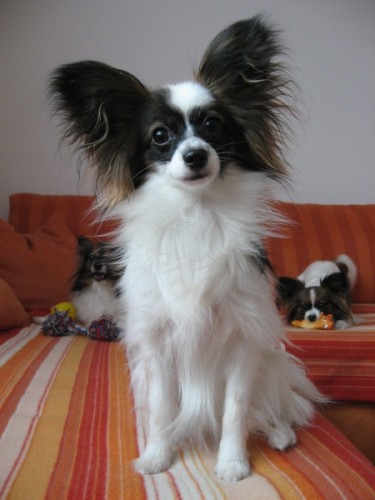 Papillon