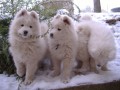 Samojed ttka fenky s PP