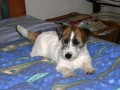 Jack Russell Terrier s PP