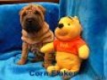 arpej, shar-pei po Interampionce