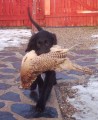 Flat Coated Retriever - pejsek ze zahraninho kryt!