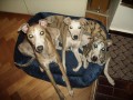 Vipet-whippet-mal anglick chrt