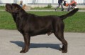 okoldov  labradorsk retriever - CH Ursi Dark Star Sable Blues