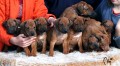 Rhodesian ridgeback a Parson Russell terrier