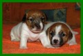 Jack Russell Terrier s PP