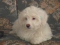 Coton de Tulear