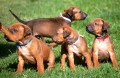 Rhodesian ridgeback